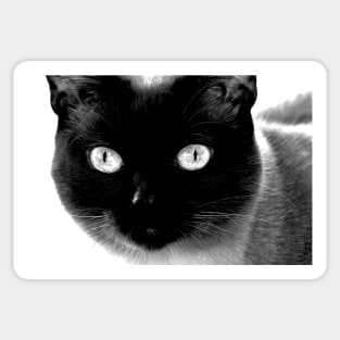 Siamese cat, black and white Sticker